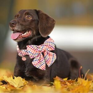DOG WONG Gingham Rose Gold Dog Collar & Bowtie Adjustable Med Lg NWT